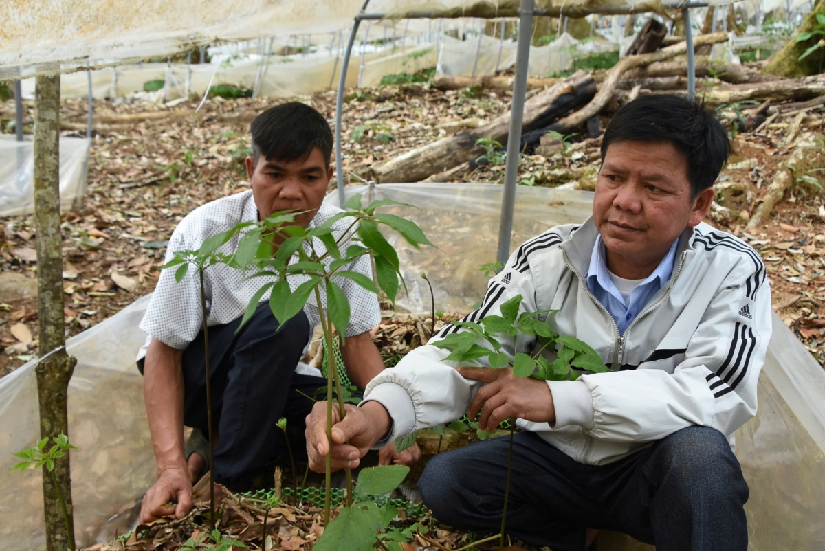 
Kon pơlei tơ̆ tơring groi kông dêh char Quảng Ngãi pơtăm sâm Ngọc Linh
