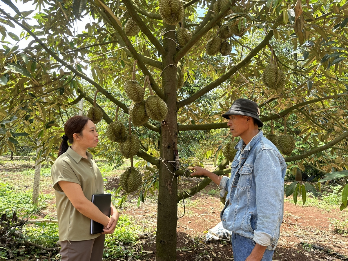 Kuăn pơlê Dak Lak pêi lo liăn ngân rế hía rế hên kơnôm mâu troăng hơlâ ki tơdrêng ƀă troăng pơkâ tro troăng dêi Đảng, Tơnêi têa