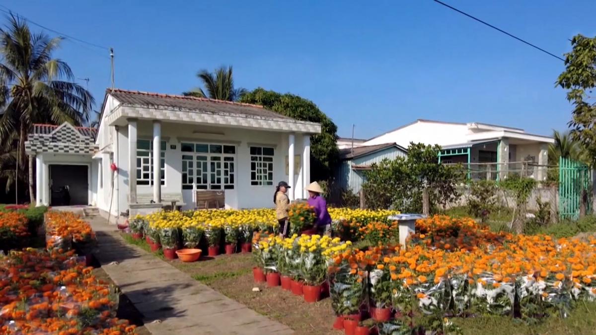 Nhiều hộ đồng bào Khmer Vĩnh Long xem hoa phục vụ tết là cơ hội kiếm thu nhập