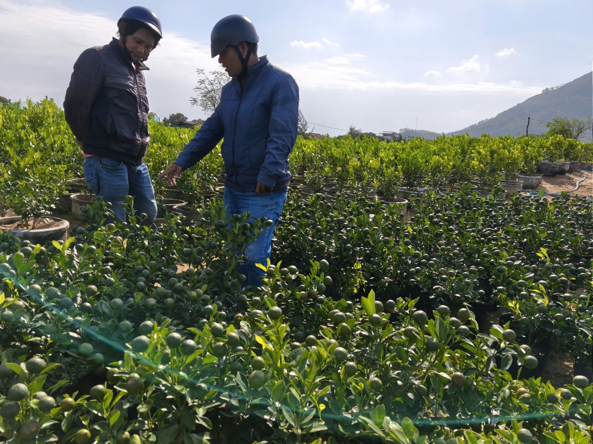 Âk nuĭh rwăt lĕ tât ăp mir nkao, quất gay nchăm