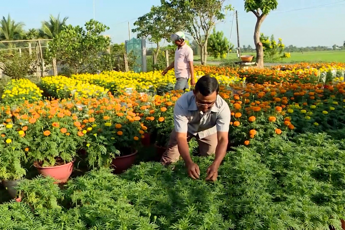 Ông Kiên Rươne với vườn hoa phục vụ tết