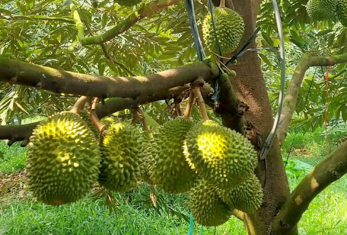 Hàng năm HTX cung ứng ra thị trường từ 250 – 300 tấn sầu riêng, thu nhập của các xã viên ổn định