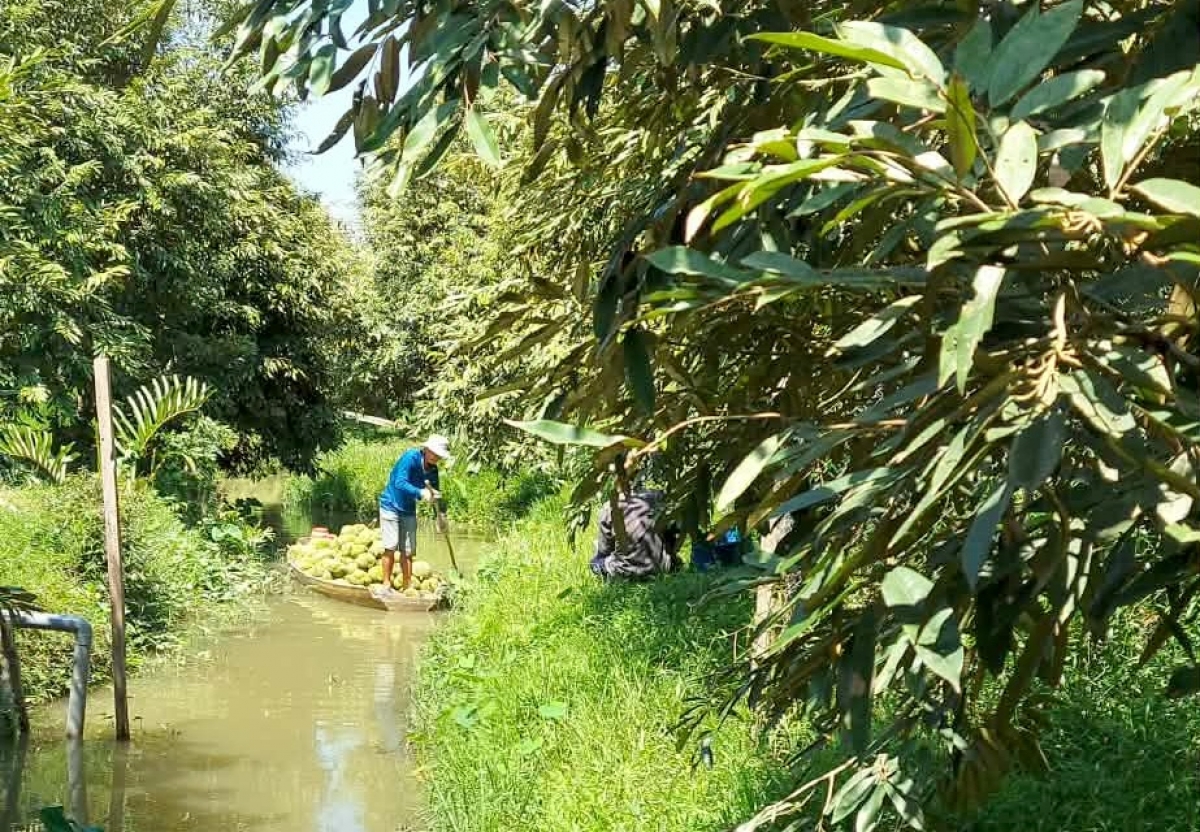 Hiện nay, sản xuất của hợp tác xã đã đạt VietGAP, hướng tới nâng cao hơn nữa tiêu chuẩn an toàn.