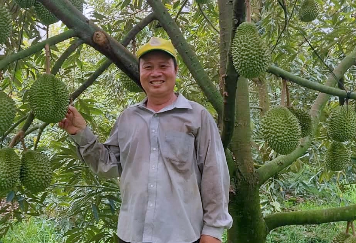 Nhắc đến lão nông Huỳnh Thanh Lâm, là mọi người đều biết đến biệt danh “tỷ phú” sầu riêng ở xã Nhơn Ái, TP. Cần Thơ