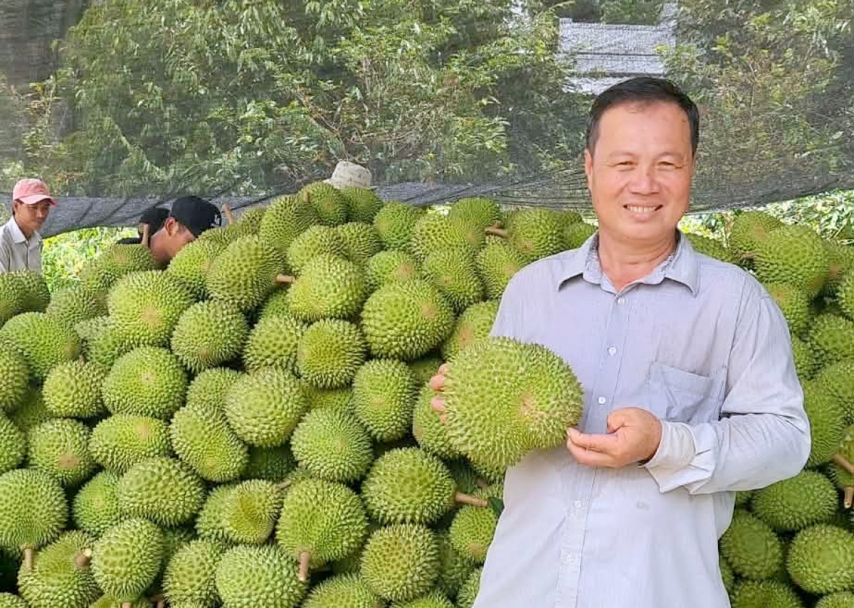 Nông dân Huỳnh Thanh Lâm và khát vọng nâng tầm sầu riêng Nhơn Ái