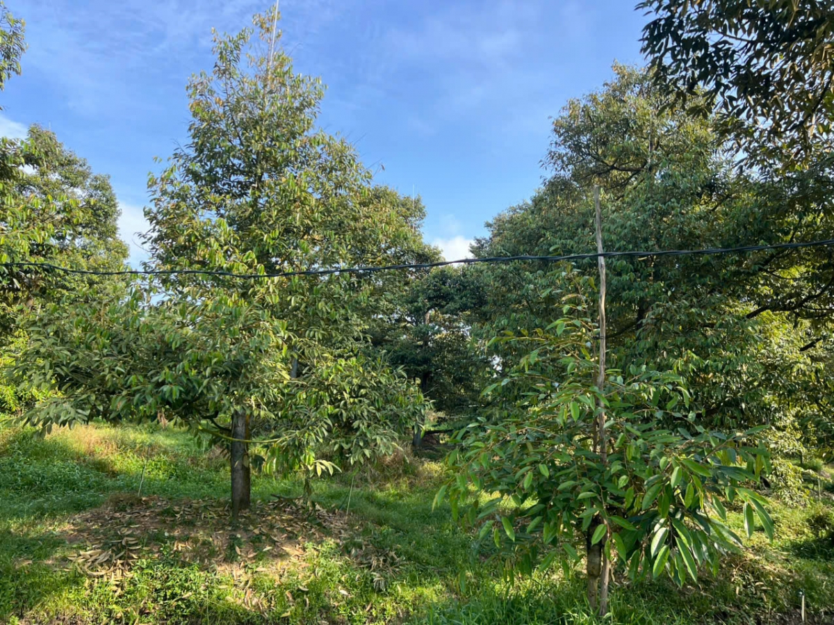 Nông dân Huỳnh Thanh Lâm, xã Nhơn Ái, TP. Cần Thơ đã mạnh dạn phá bỏ vườn cây ăn trái không có giá trị, chuyển sang trồng sầu riêng