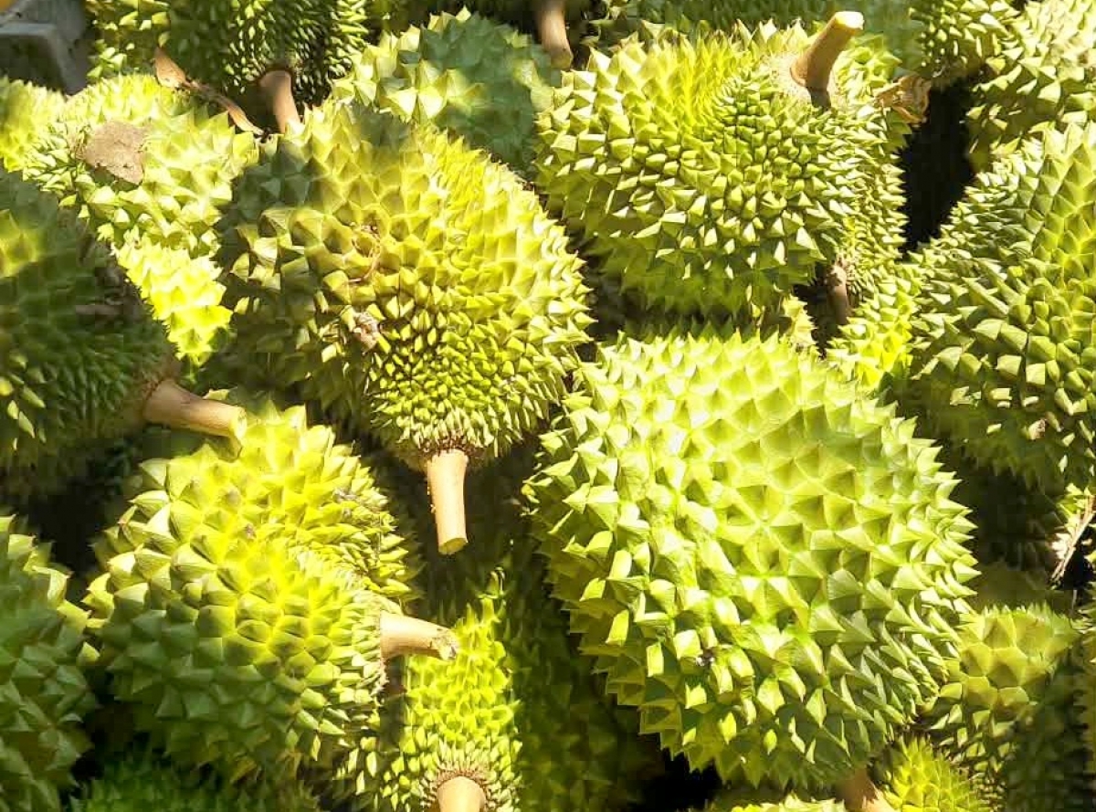 Thu nhập từ sầu riêng đã giúp người dân ổn định cuộc sống, nhiều xã viên còn có của ăn, của để.