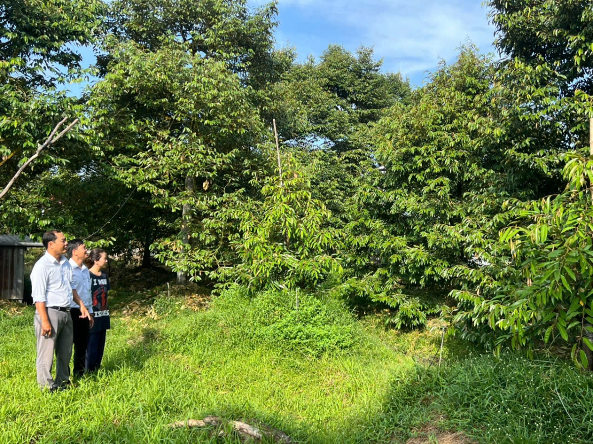 Vườn sầu riêng của nông dân Huỳnh Thanh Lâm