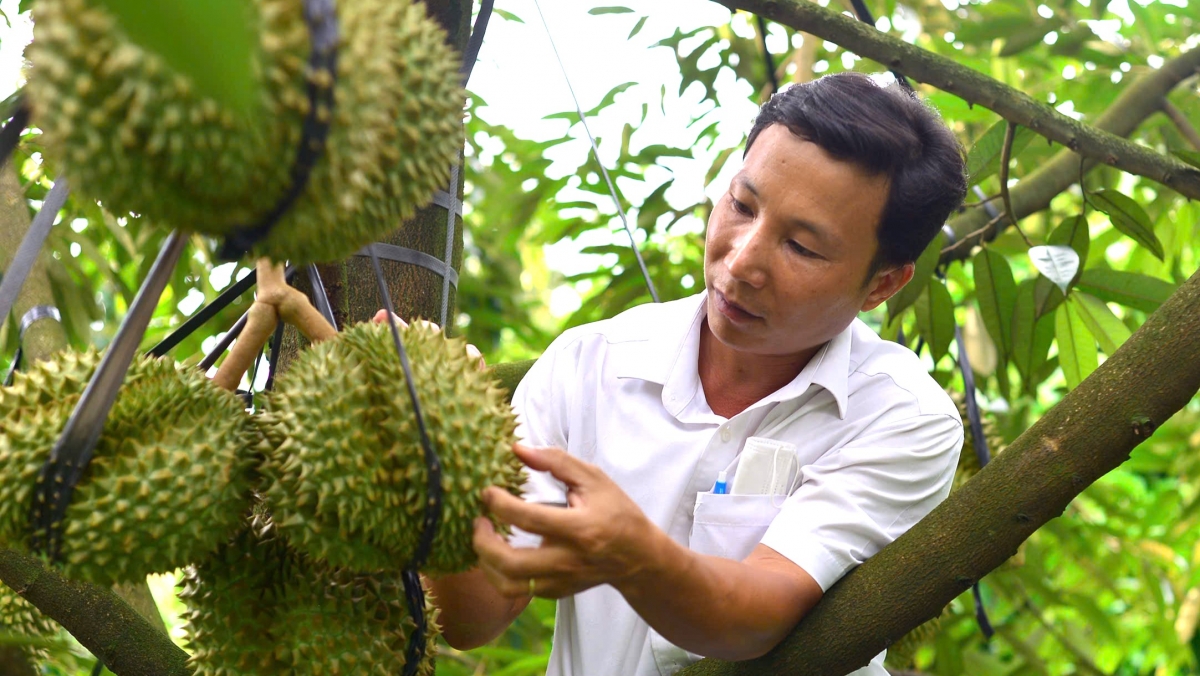 -Čar Lâm Đồng ară anei mâo giăm 44.300ha durian.