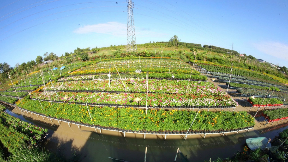 Một góc Làng hoa Sa Đéc