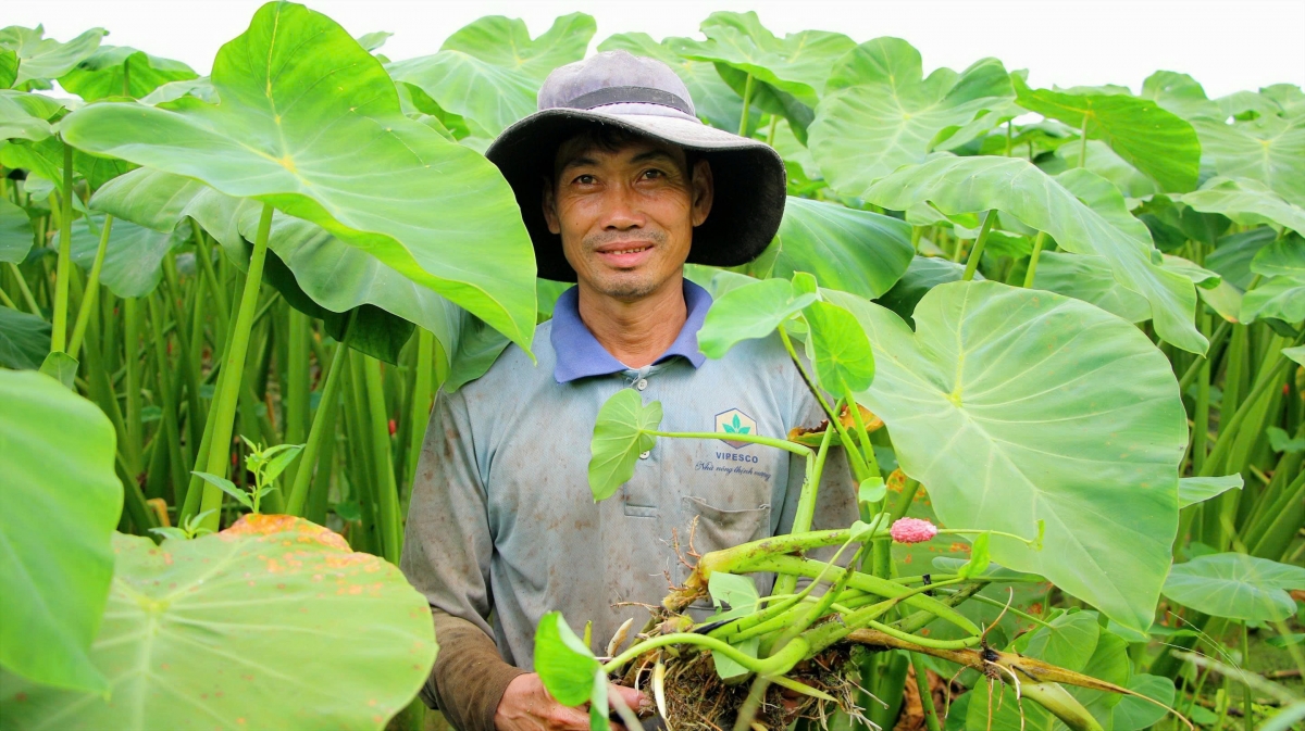 Anh Hàn Quốc Đăng đang thành công với mô hình trồng môn lấy ngó