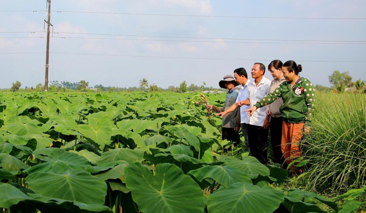 Hiện tại ấp Ba Rinh có từ 20-30ha được người dân chuyển đồi trồng cây môn lấy ngó xen canh lúa