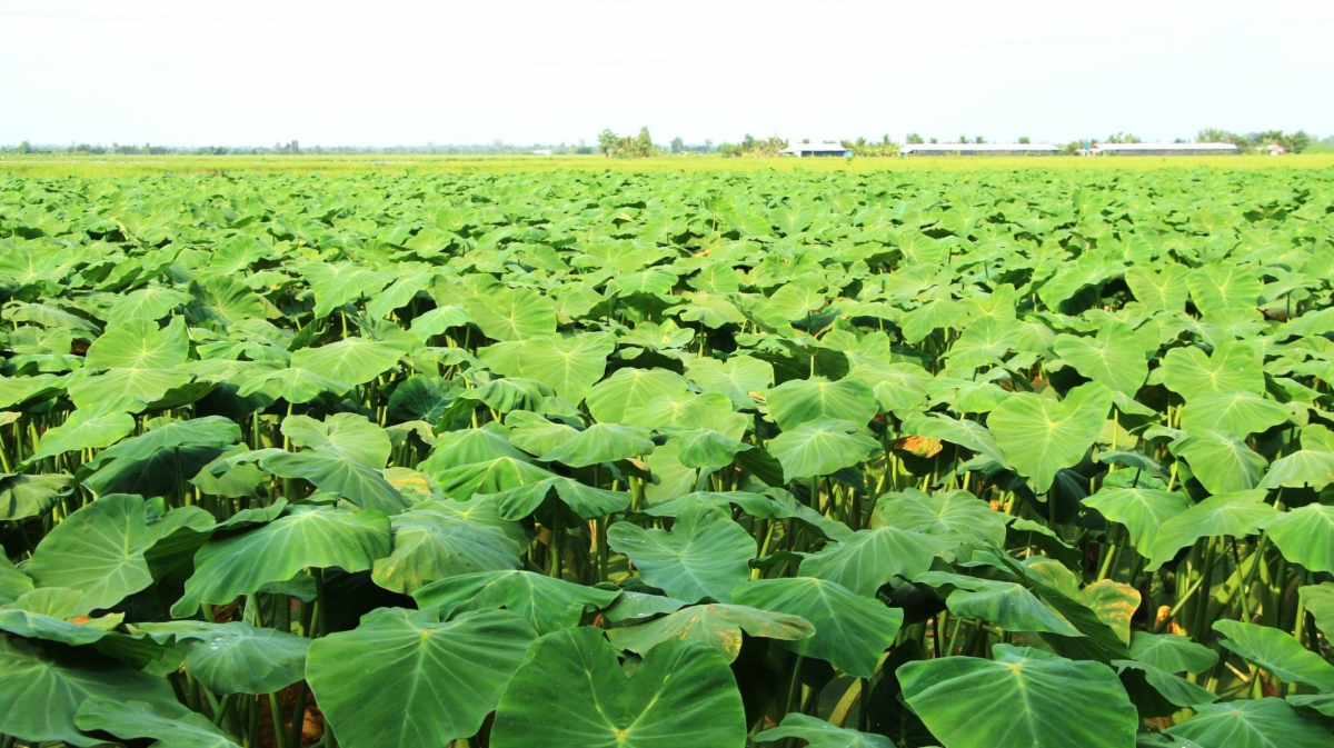 Ruộng trồng cây môn tại ấp Ba Rinh, xã Đại Hải