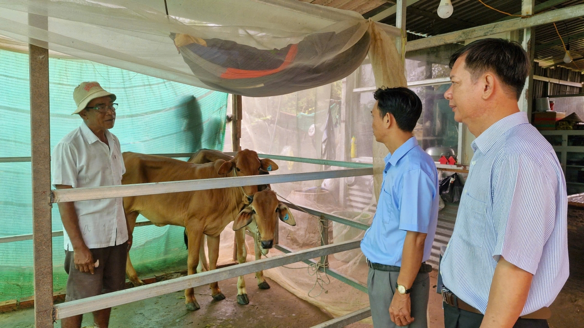 Đồng bào Khmer được hỗ trợ bò tạo thêm sinh kê