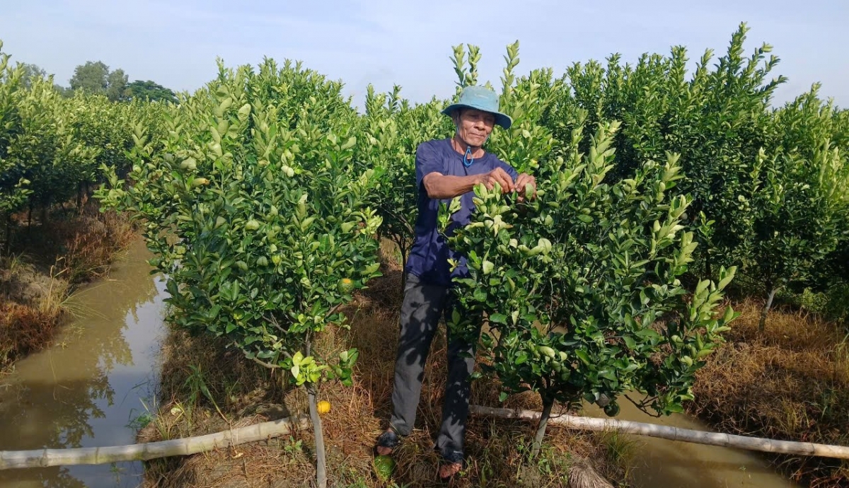 Nông dân Thạch Dũng ở xã Đông Thành, tỉnh Vĩnh Long chia sẻ với phóng viên VOV