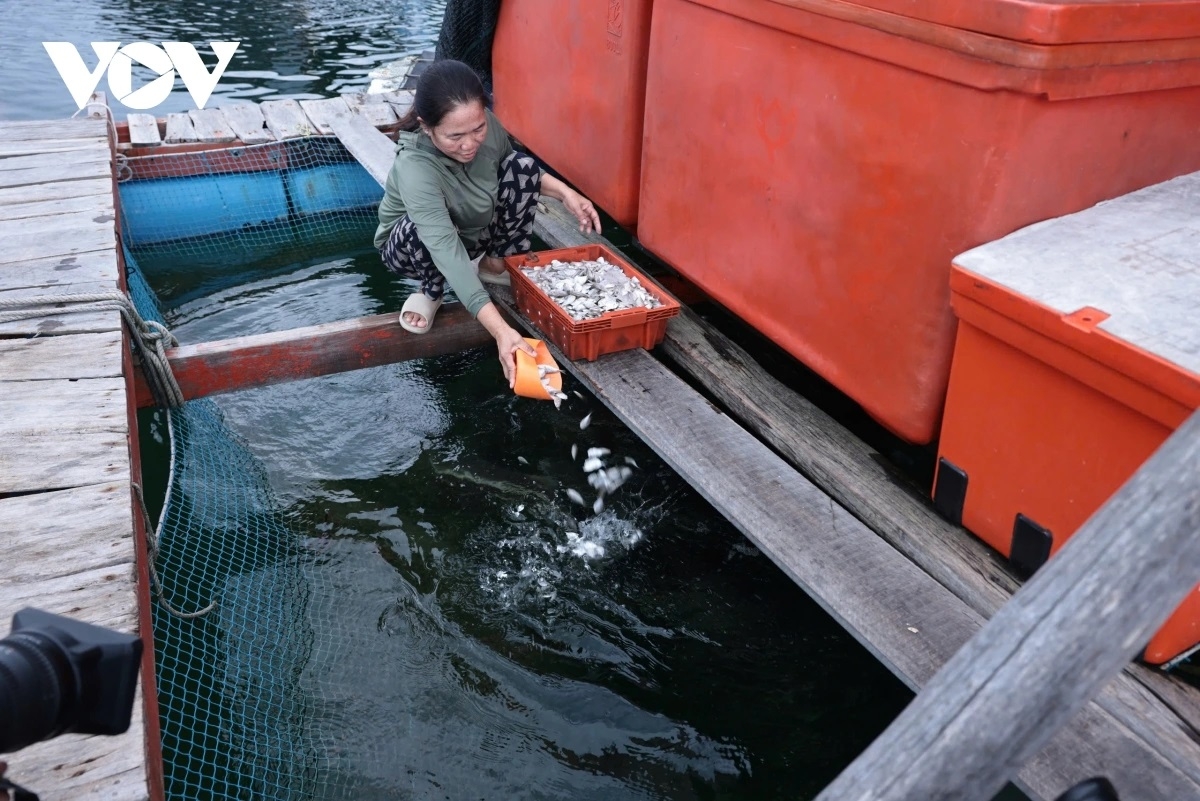 Rong ikan dalam bai tiểu khu An Sơn (quần đảo Nam Du), đặc khu Kiên Hải, An Giang