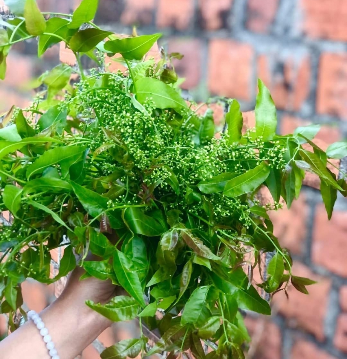  - Hla tang liang akŏ yan