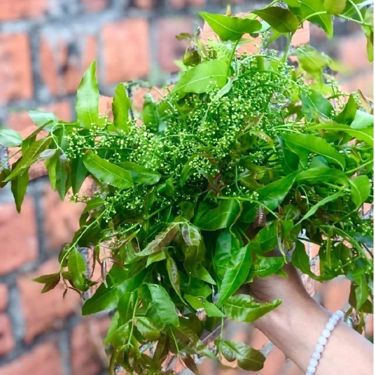 
Hla tang liang ah blŭng pơyan  