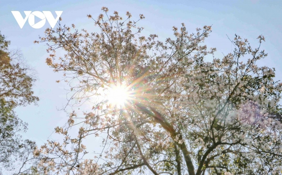 Lễ hội Hoa Ban Điện Biên năm 2026 sẽ diễn ra từ ngày 20-26/3/2026.