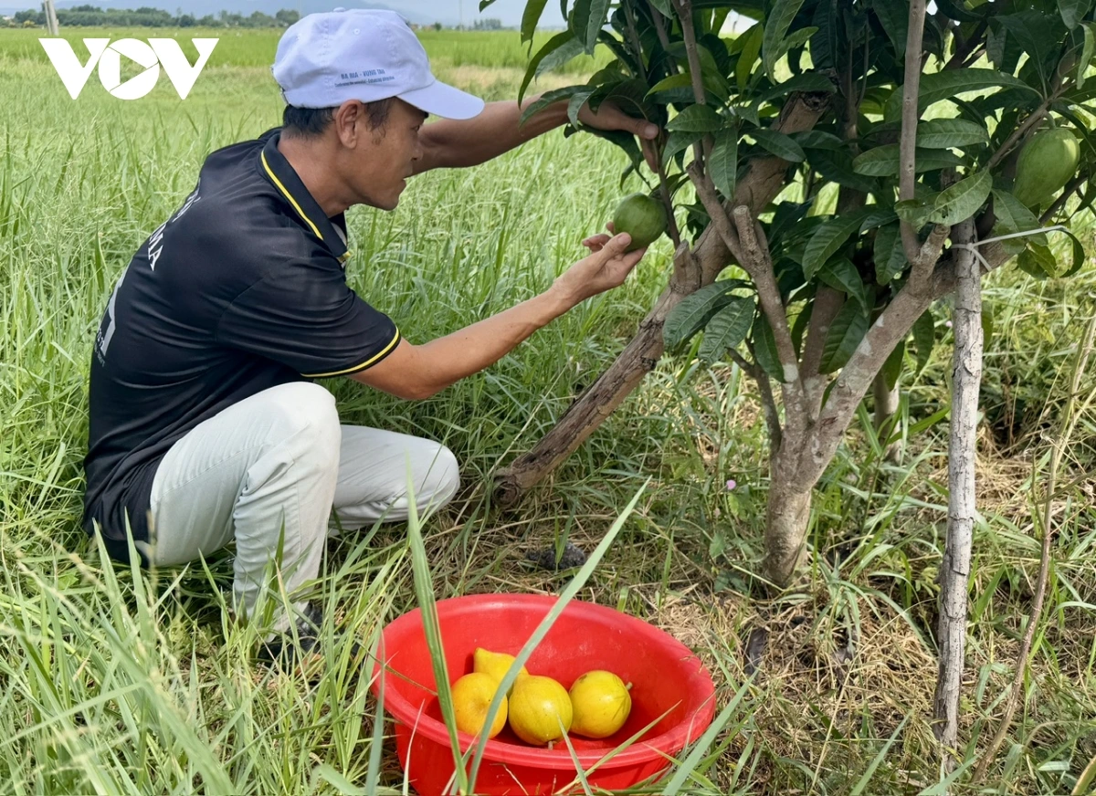 Baoh lê-ki-ma do xa Đất Đỏ dahlau diah tok piah mbang that, urak ini ye hu ngak jeng kaya OCOP siam glaong
