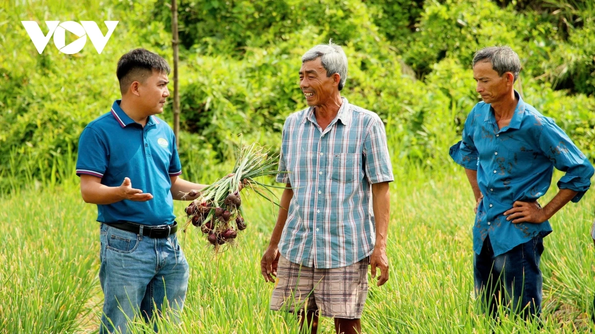 Ong Châu Xuân Long saong ong châu Hải Khánh ndom meyai haong urang lambaok HTX lasun Vĩnh Châu