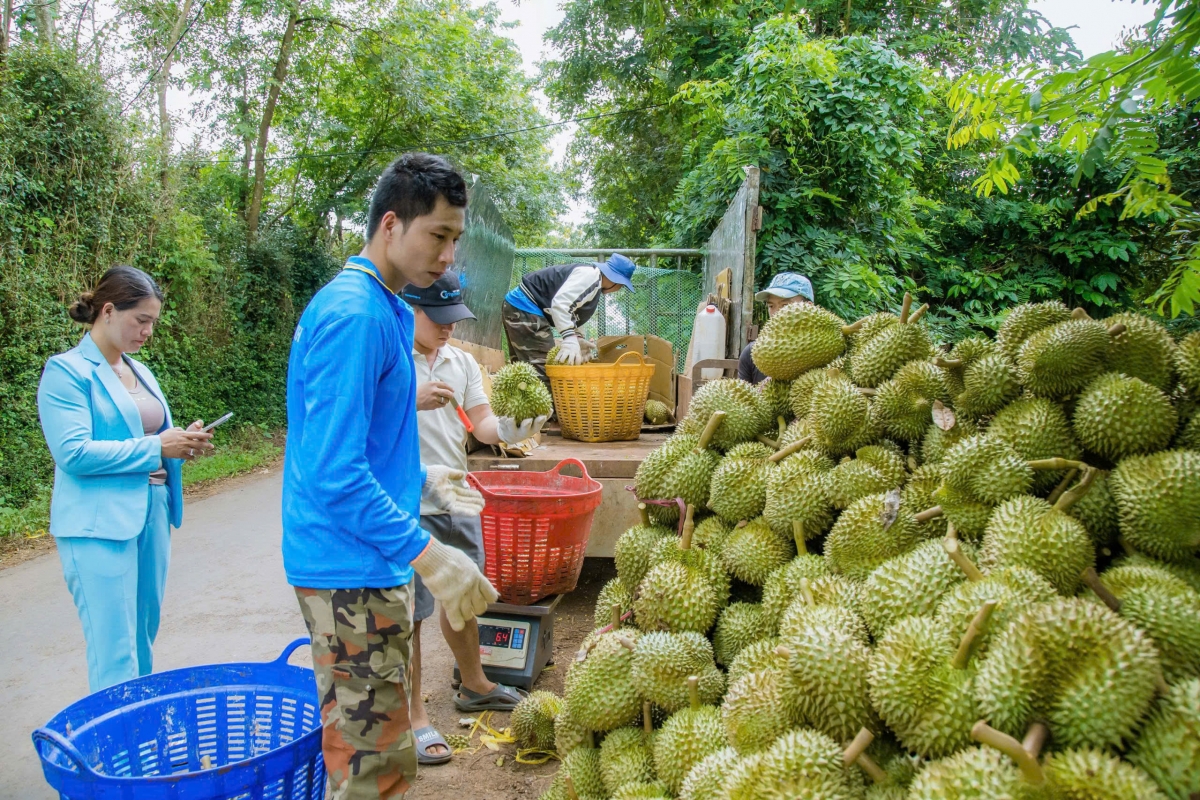 -Dŭm mta mnơ̆ng thơ̆ng phŭn mơ̆ng Yŭ msĕ si Durian, kphê, maca dưi ba ti nah Ngŏ.
 