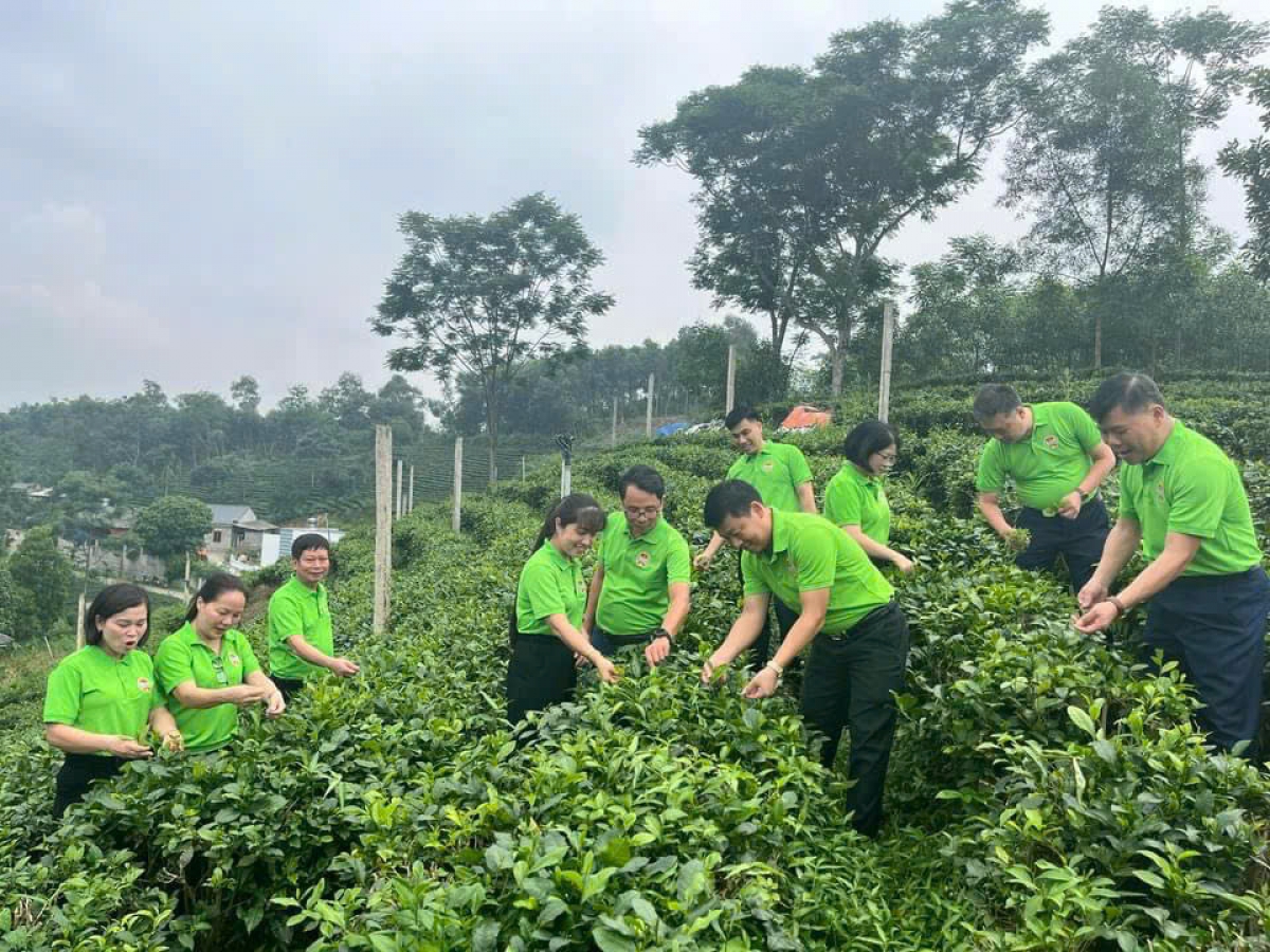 Những cây chè có tuổi đời 40-50 năm tuổi được chăm sóc tốt