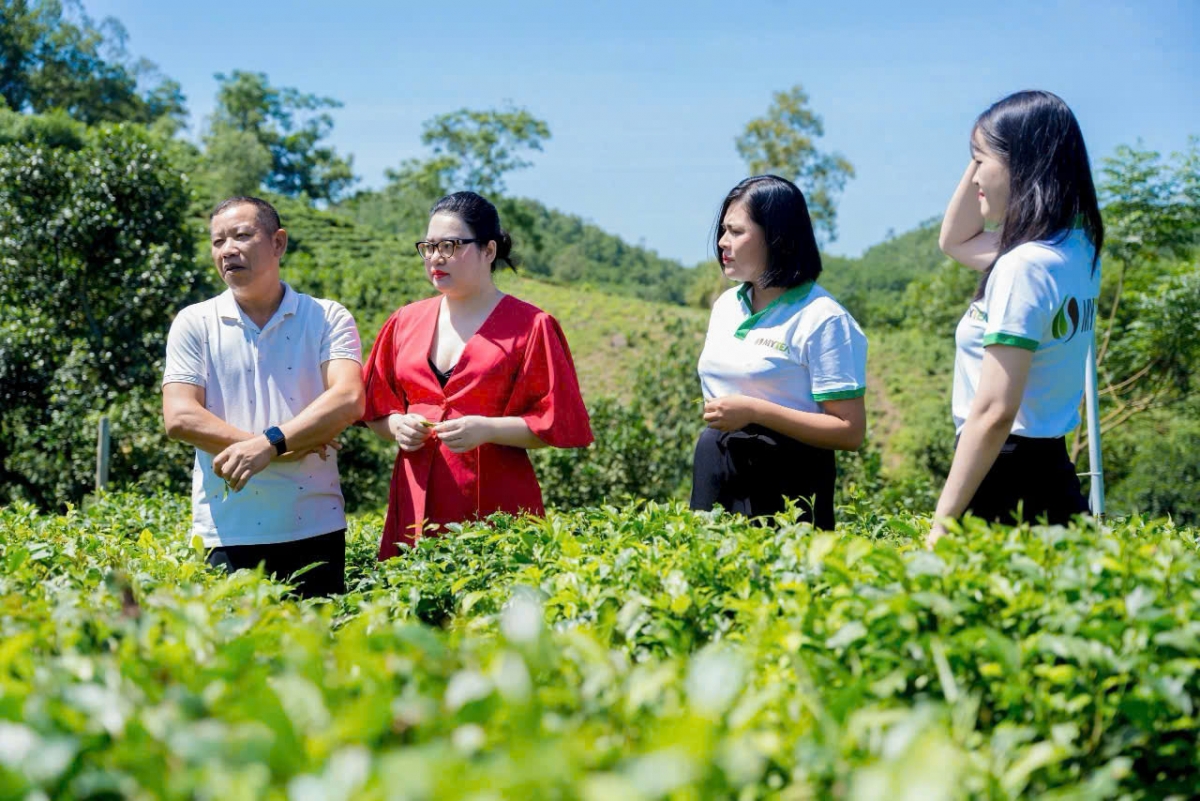Anh Tô Văn Khiêm, Bí thư chi bộ, Trưởng xóm Khe Cốc, Chủ tịch Hội đồng quản trị Hợp tác xã Chè Khe Cốc giới thiệu nương chè với khách tham quan