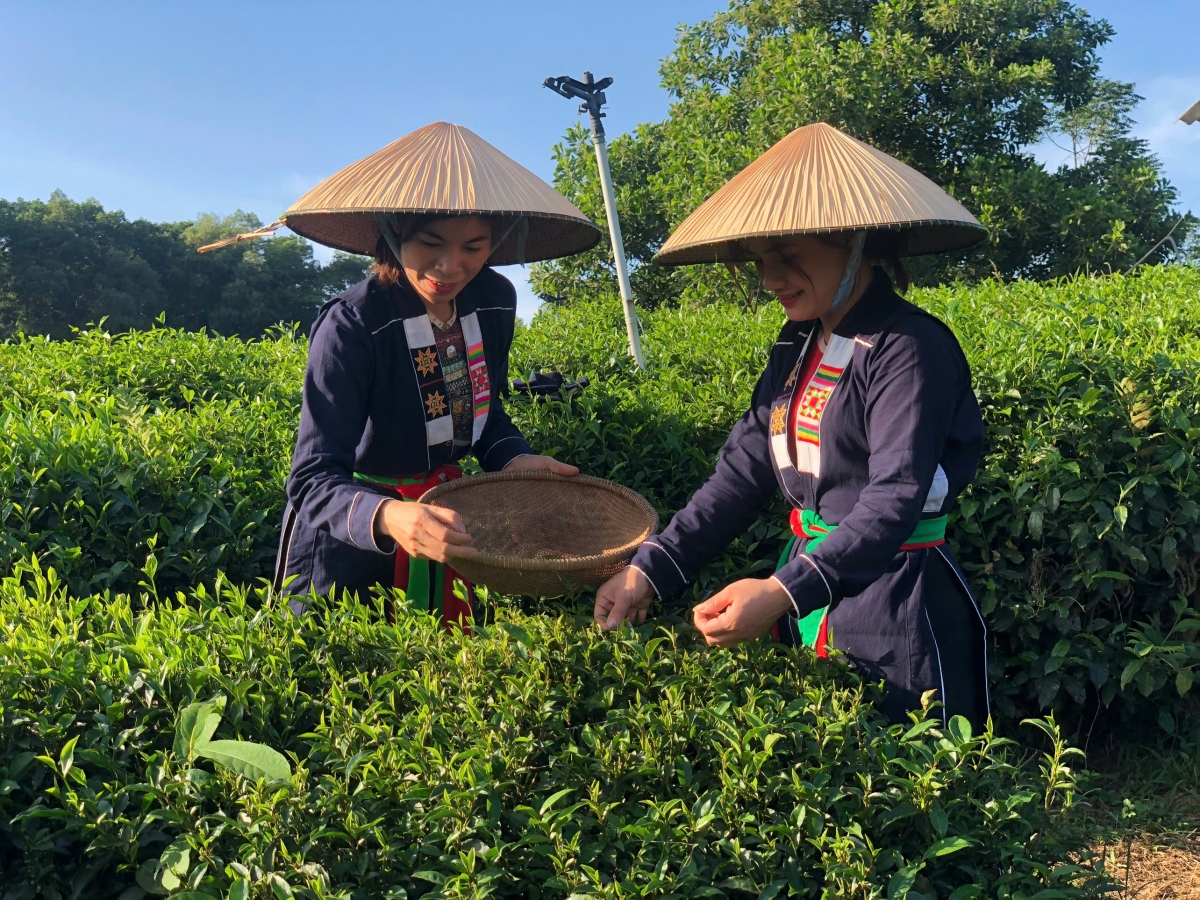 Cây chè giúp người dân xóm Khe Cốc thoát nghèo, vươn lên làm giàu bền vững