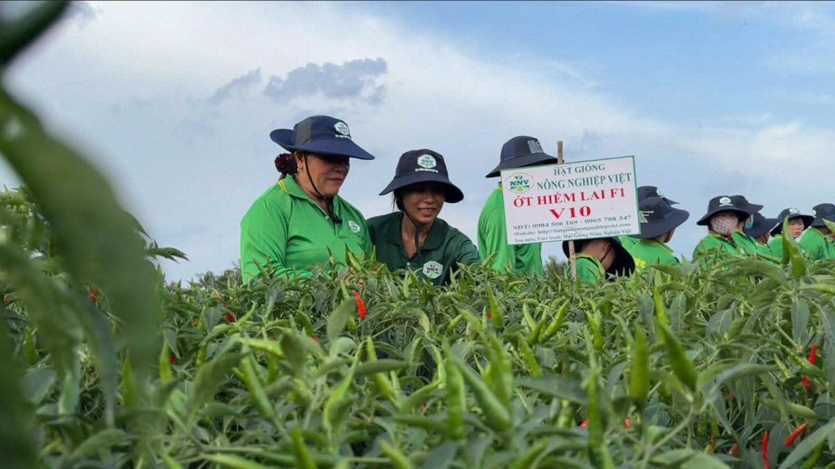 Cây ớt chỉ thiên đang ở mức giá khoảng 100 nghìn đồng,kg nông dân rất phấn khởi