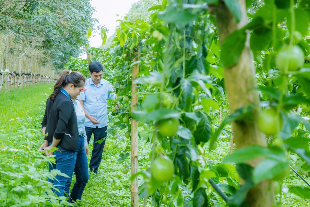 Tăm chanh rse bah Hợp tác xã lŏ mir công nghệ mhe Xanh Cao Nguyên, xă Cư M’gar
 