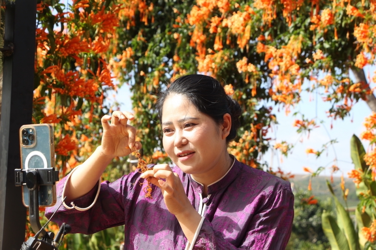 
Mŏ Kiều "Cô Hai Tây Nguyên" oei livestream roi tơbăt ‘nhĕm rơmo kro