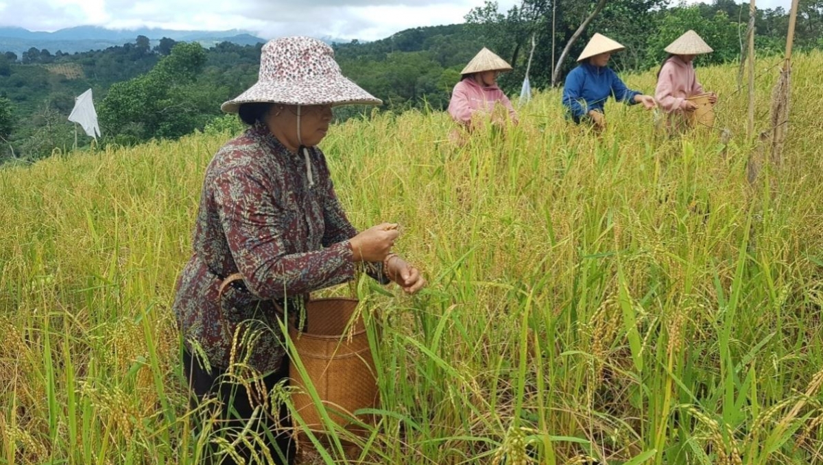  Mơnuih ƀôn sang K’ho nao hơpuă pơdai
