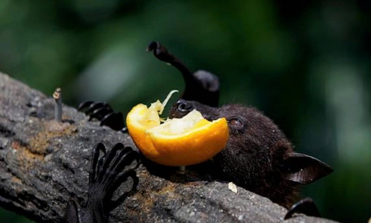 Tỷ lệ tử vong do virus Nipah có thể dao động từ 40% đến 75% và loài dơi mang virus Nipah hay ăn quả chà là và các loại quả khác.