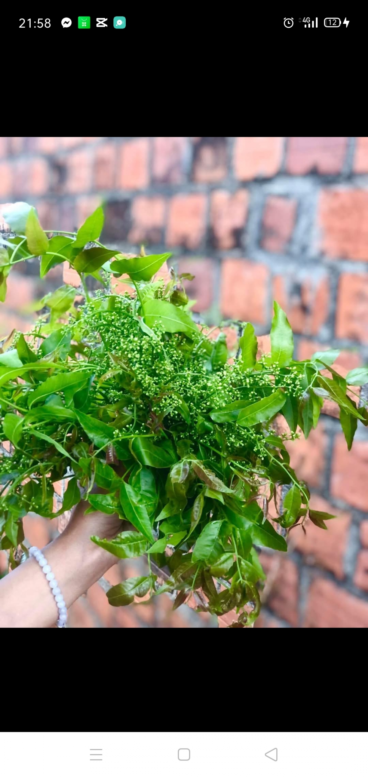 N’ha tang liang bôk yan
 