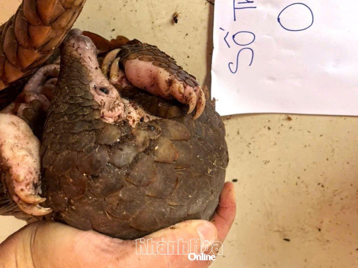 Cá thể tê tê được phát hiện tại nhà đối tượng.