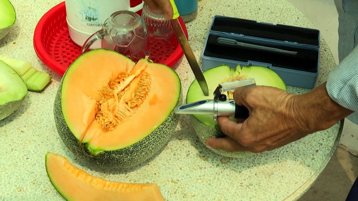 Kiểm tra độ ngọt của dưa lưới trước khi thu hoạch đồng loạt