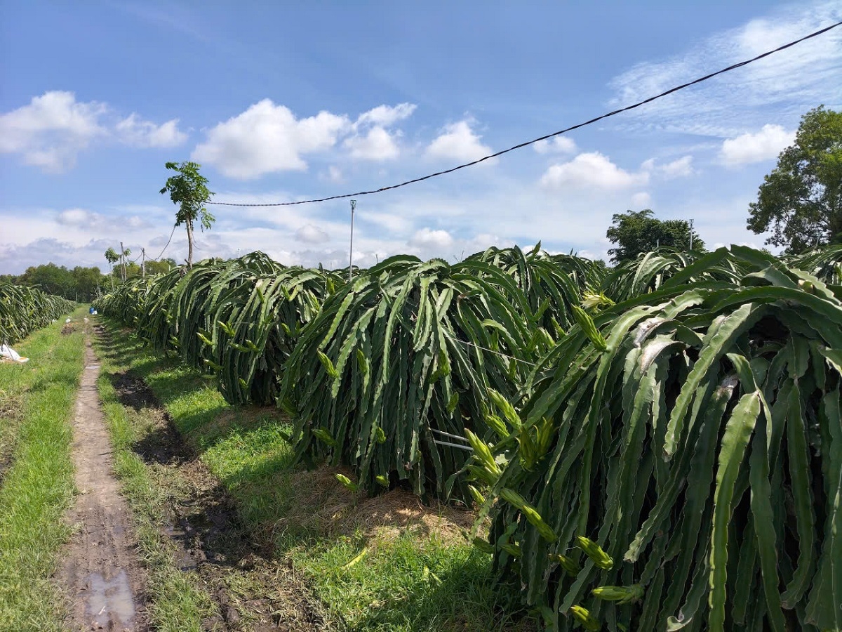 Bruk pala drak palei Yang Mau