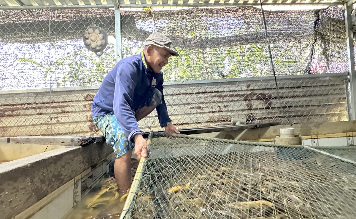 Lươn có thể nhịn ăn trong thời gian ngắn nhưng không thể chịu được môi trường nước ô nhiễm.