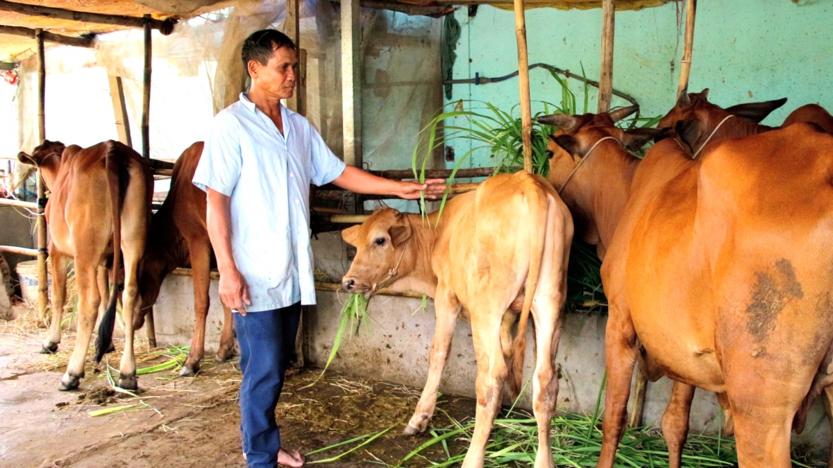 Mô hình chăn nuôi bò của ông Thạch Nam