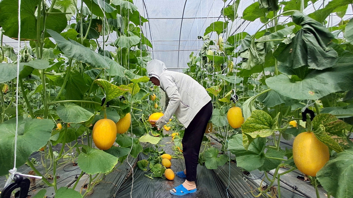 Nhân công thu hoạch dưa lưới