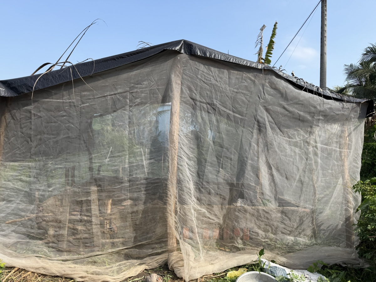 Những cặp trâu được các hộ dân chăm sóc kỹ lưỡng