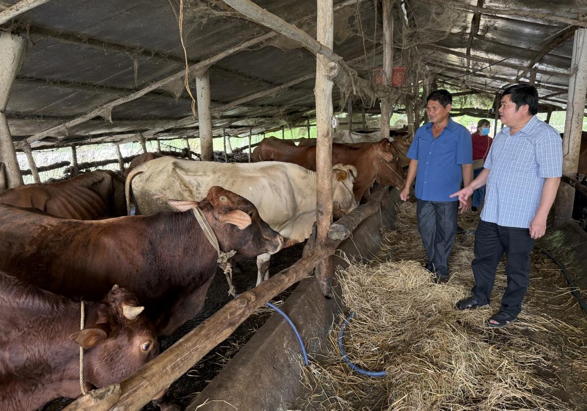 Ông Võ Chí Thắng- Bí thư Đảng ủy xã Lương Tâm khảo sát, kiểm tra đàn trâu, bò hỗ trợ cho hộ dân nghèo.