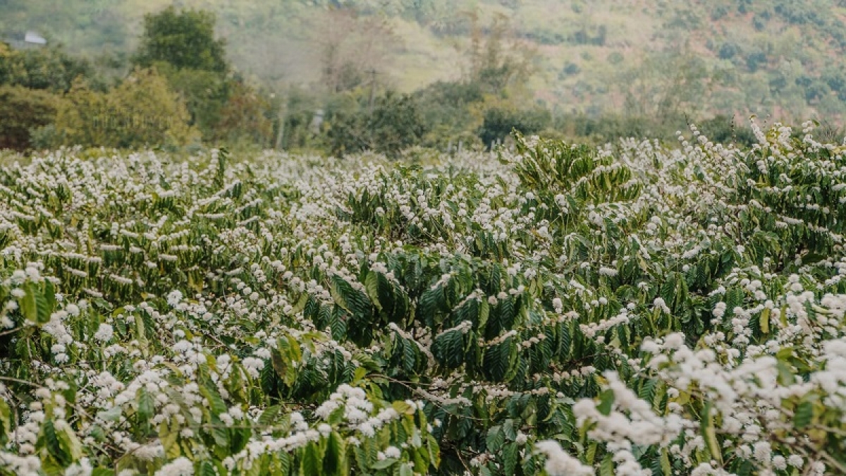 
Rùp ai bơh tàm internet