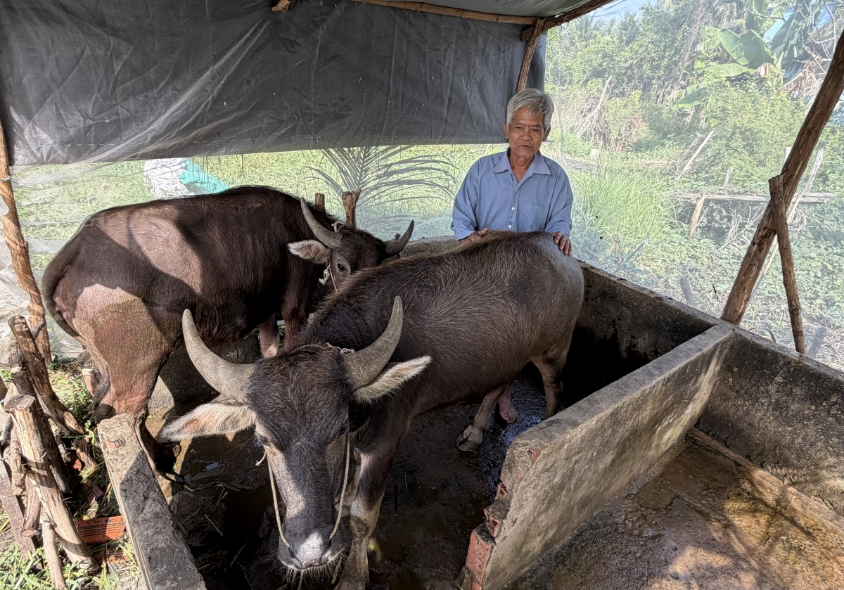 Ông Nguyễn Văn Vũ (68 tuổi), ở ấp 8A, xã Lương Tâm phấn khởi bên cặp trâu được hỗ trợ