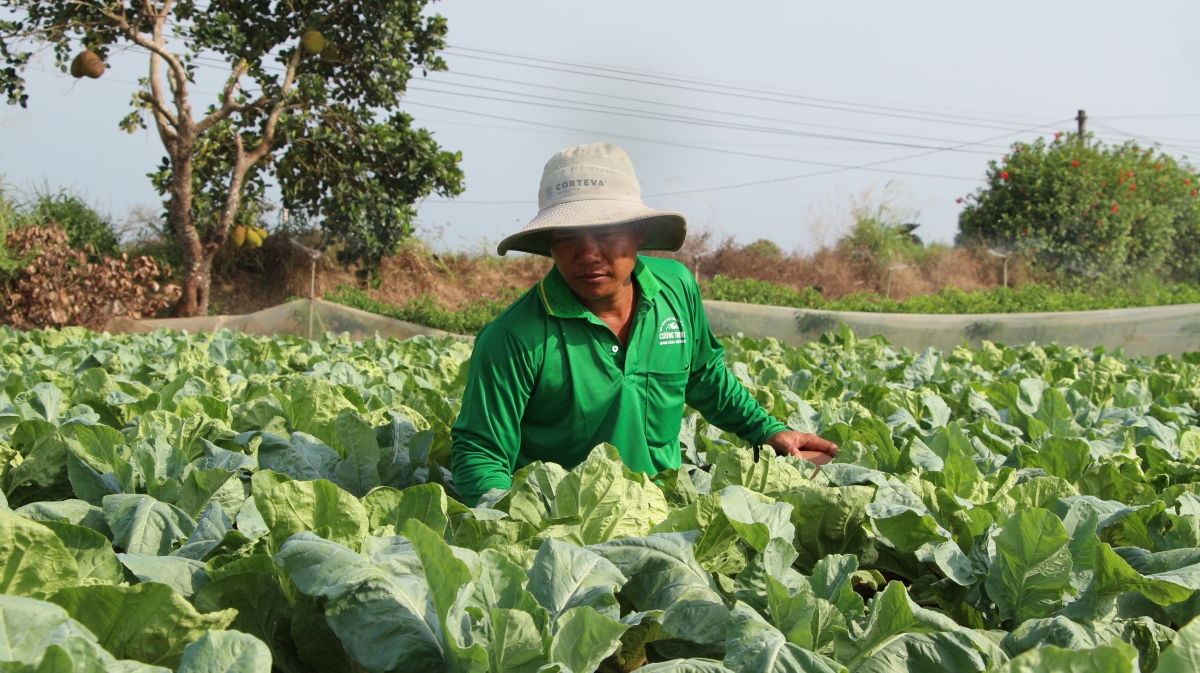 Vùng chuyên canh màu ở xã Ngọc Tố, TP Cần Thơ