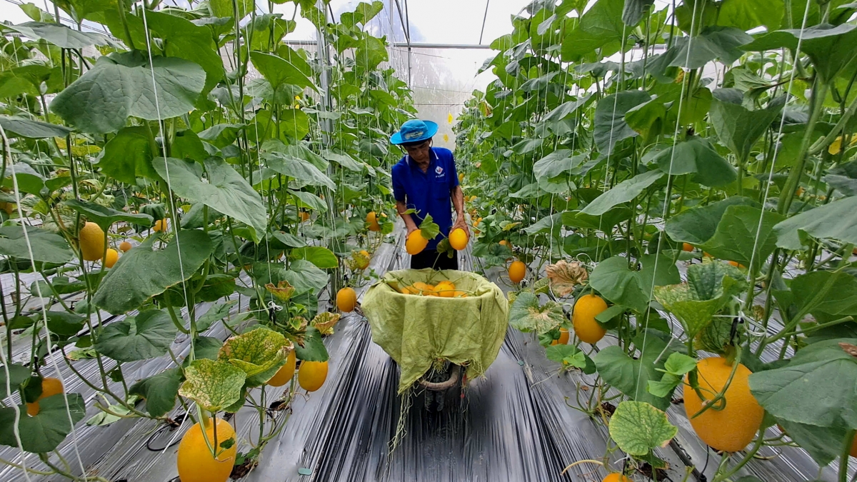 Vườn dưa lưới của anh Huỳnh Sa Rây phục vụ thị trường tết Bính Ngọ