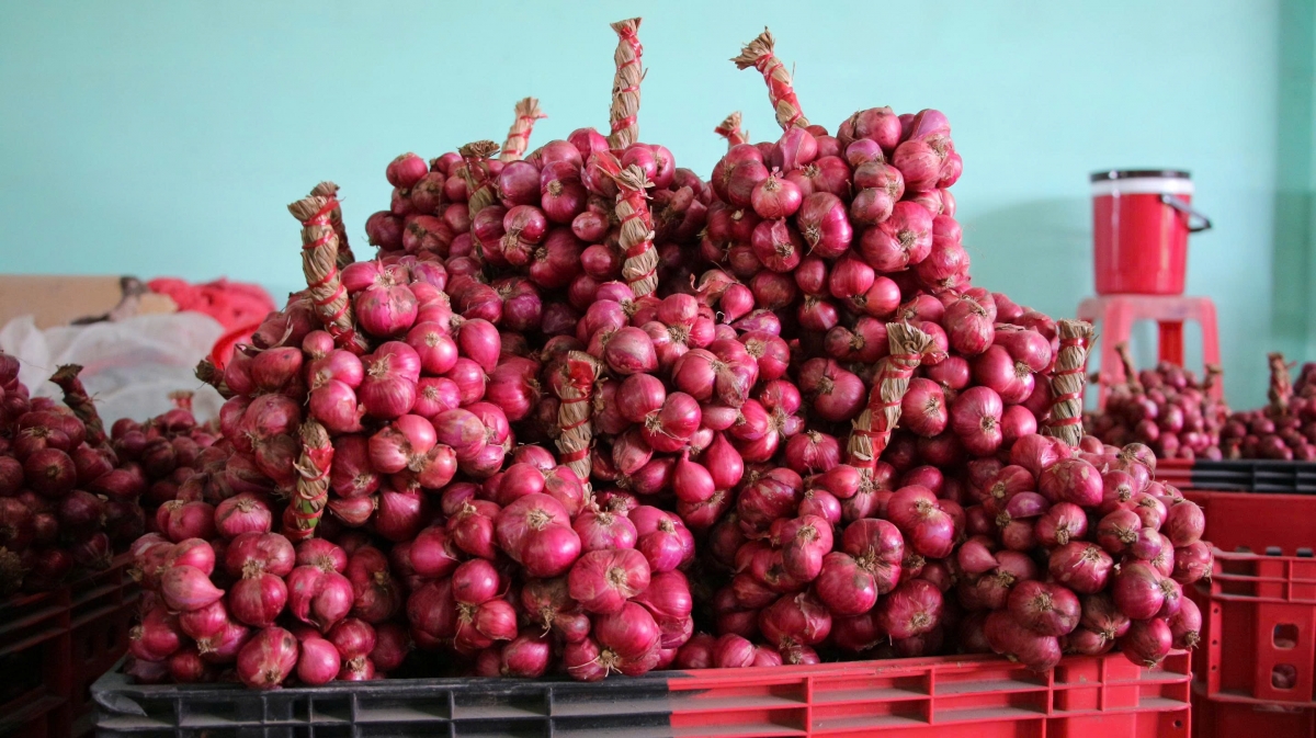 Hành tím được bó thành chùm chuẩn bị xuất ra thị trường