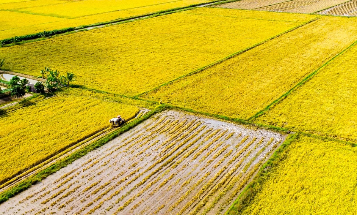 Trồng lúa phát thải thấp vừa giảm chi phí, vừa cho năng suất cao hơn.