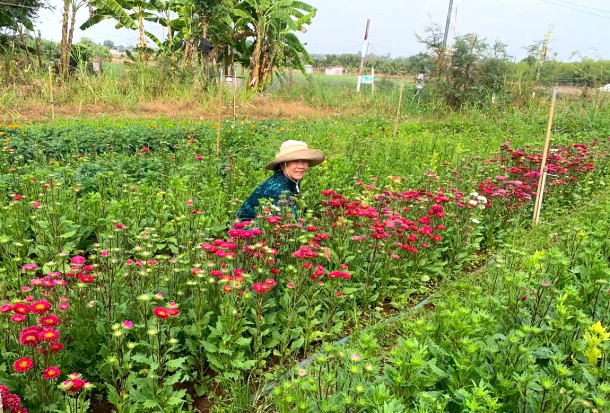 Amuk Lương Thái Troàn